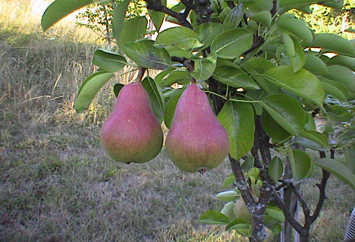 Pears